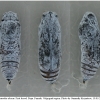 carch alceae pupa5 volg11